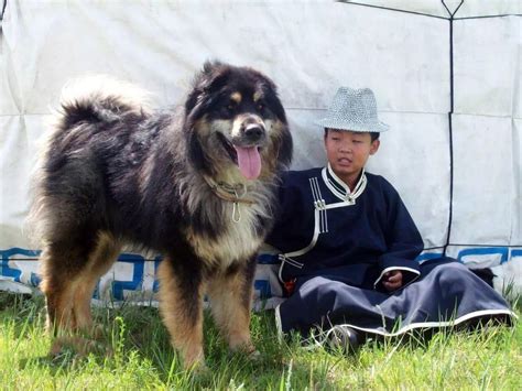 小黑土狗|这39种中国“土狗”，其实都是超酷的品种犬！